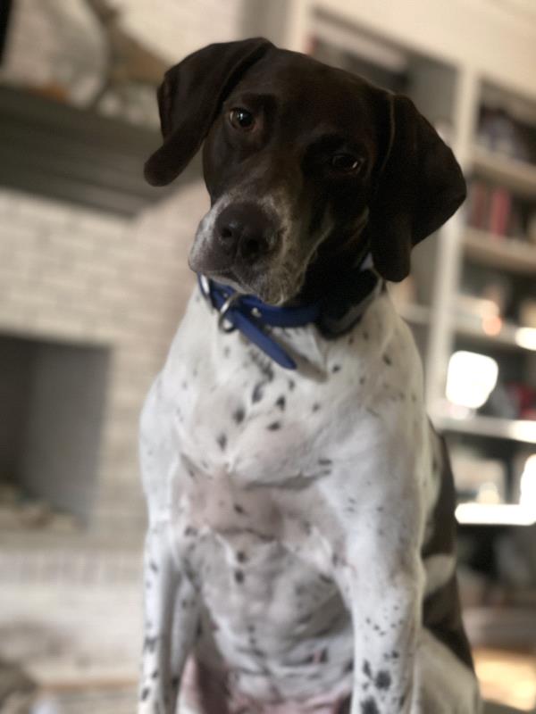 /Images/uploads/Southeast German Shorthaired Pointer Rescue/segspcalendarcontest/entries/31180thumb.jpg